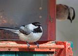 Chickadees On A Feeder_24774